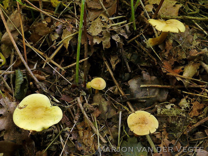 Narcisridderzwam - Tricholoma sulphureum