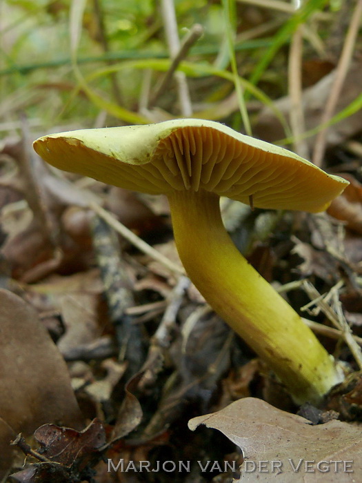 Narcisridderzwam - Tricholoma sulphureum