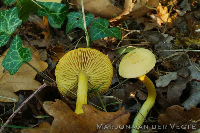 Narcisridderzwam - Tricholoma sulphureum