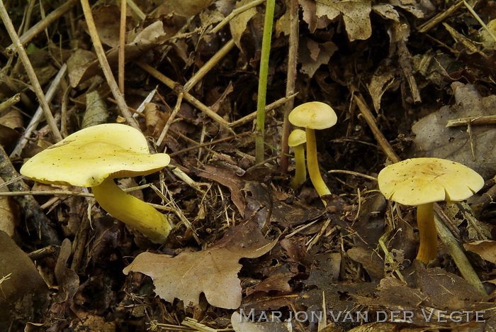 Narcisridderzwam - Tricholoma sulphureum