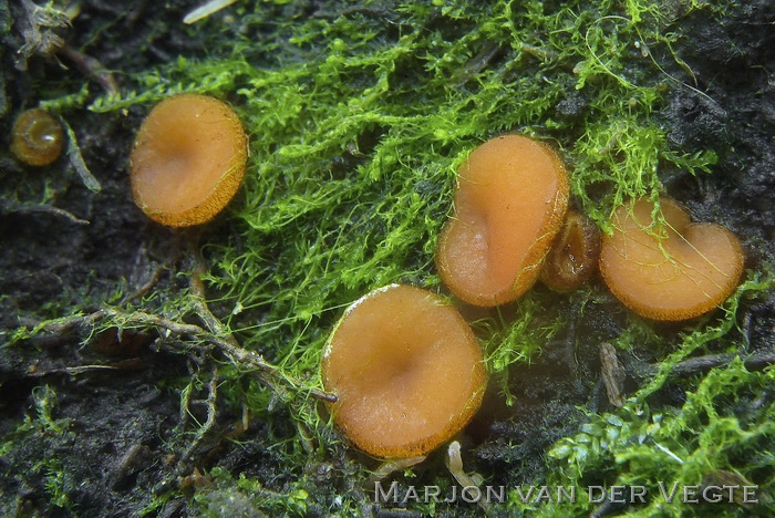 Netsporige wimperzwam - Scutellinia pseudotrechispora