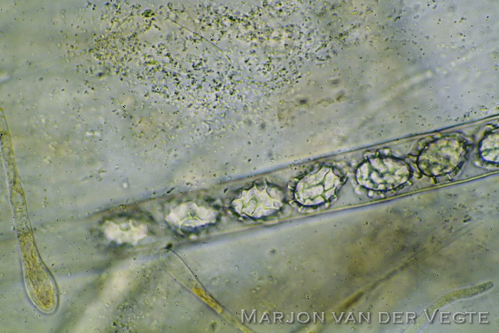 Netsporige wimperzwam - Scutellinia pseudotrechispora