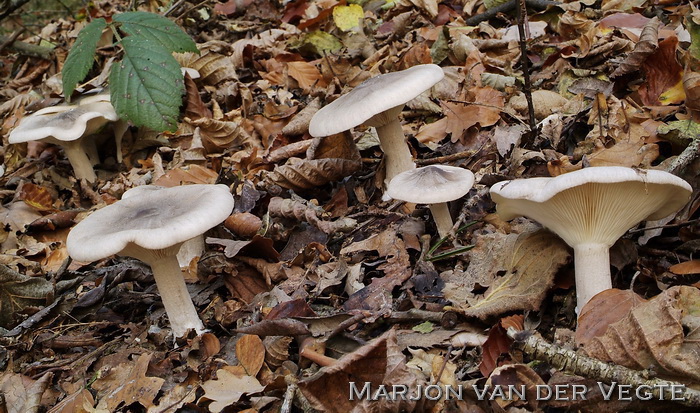 Nevelzwam - Clitocybe nebularis