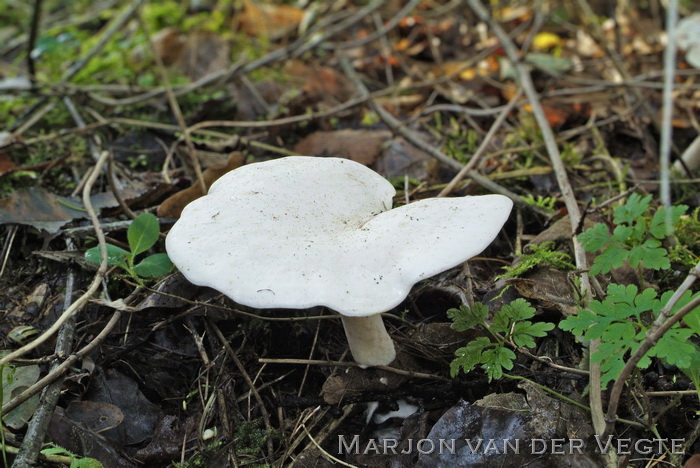 Nevelzwam - Clitocybe nebularis var. alba