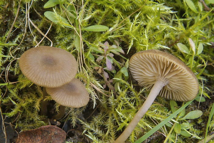 Nitreuze elzensatijnzwam - Entoloma politum f. pernitrosum