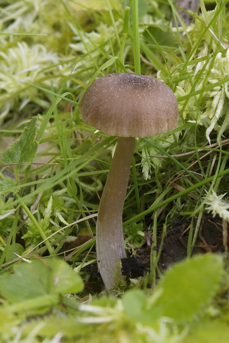 Tweesporige satijnzwam - Entoloma bisporigerum