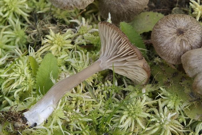 Tweesporige satijnzwam - Entoloma bisporigerum