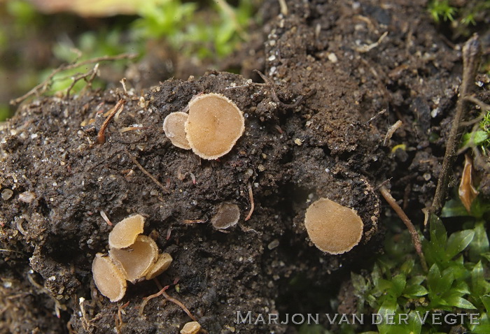 Bruin viltkogeltje - Leucoscypha patavina