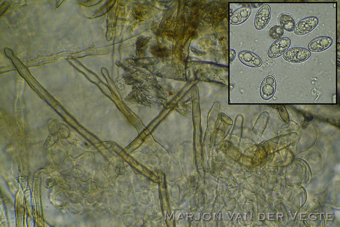 Bruin viltkogeltje - Leucoscypha patavina