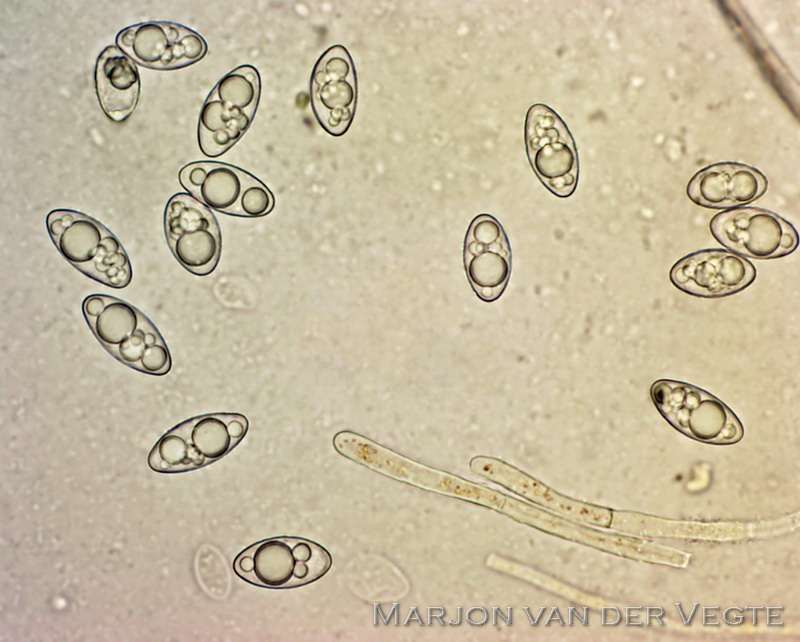 Zilvermosschijfje - Octospora leucoloma