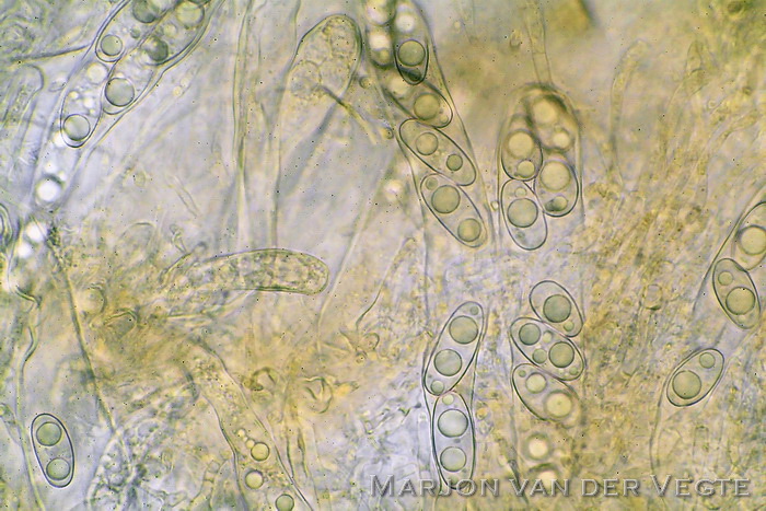 Muurmosschijfje - Octospora musci-muralis