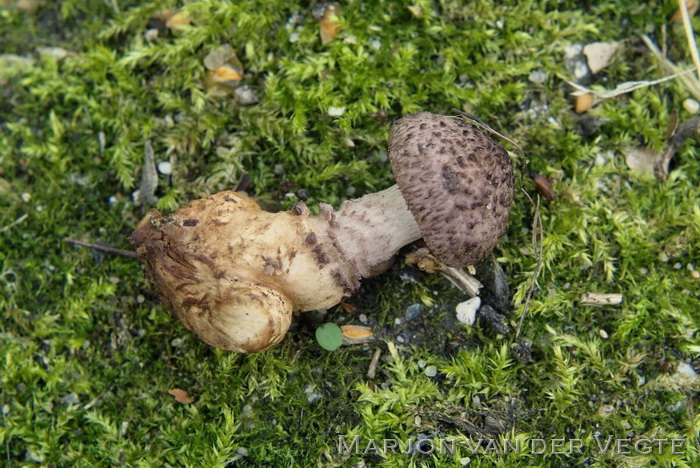 Odeurzwam - Squamanita odorata