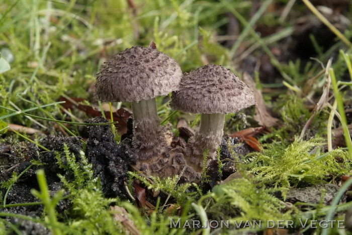 Odeurzwam - Squamanita odorata