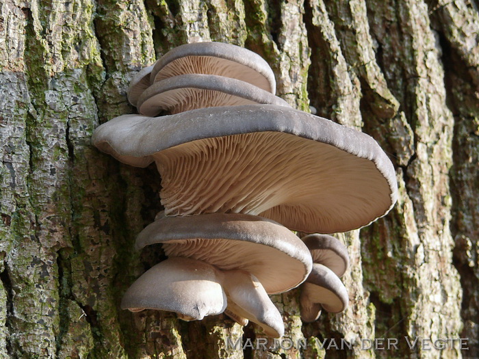 Oesterzwam - Pleurotus ostreatus