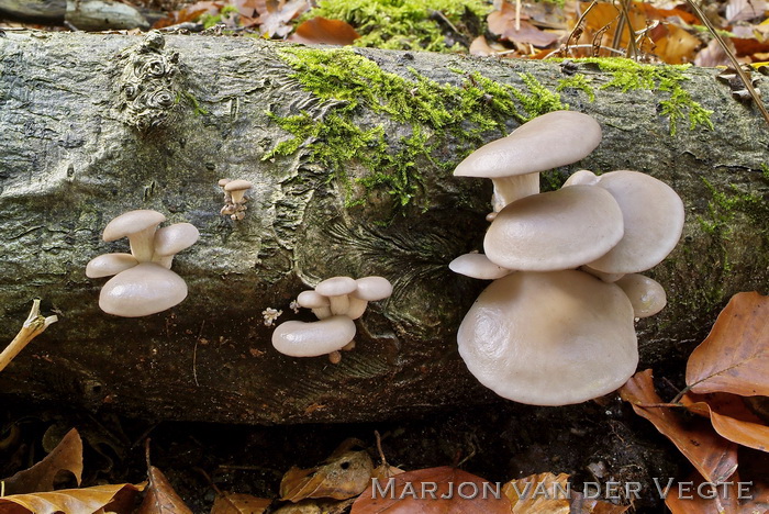 Bleke oesterzwam - Pleurotus pulmonarius