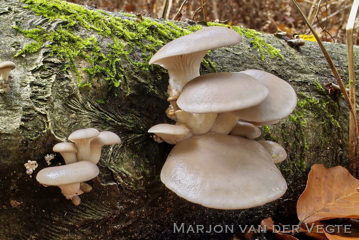 Bleke oesterzwam - Pleurotus pulmonarius