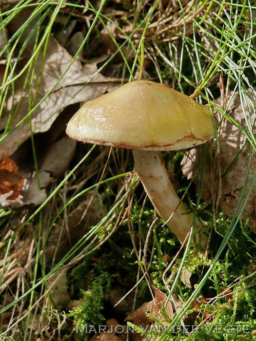 Okergele gordijnzwam - Cortinarius delibutus