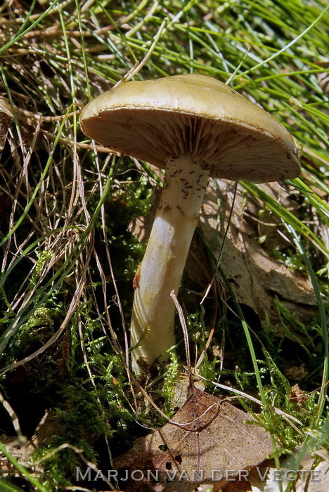 Okergele gordijnzwam - Cortinarius delibutus