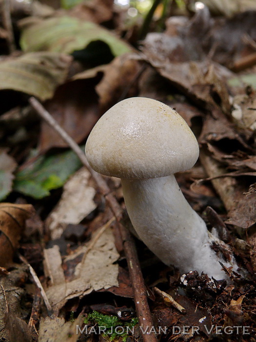 Okergele gordijnzwam - Cortinarius delibutus