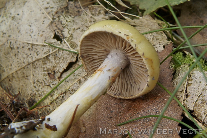 Okergele gordijnzwam - Cortinarius delibutus