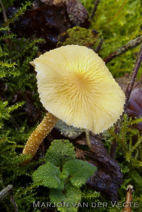 Okergele korrelhoed - Cystoderma amianthinum