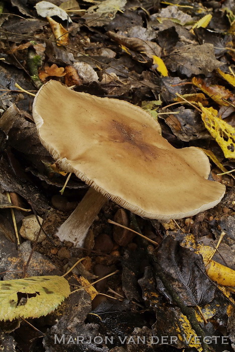 Okerkleurige veldridderzwam - Melanoleuca cognata