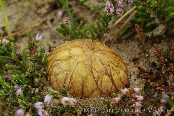 Okerkleurige vezeltruffel - Rhizopogon luteolus