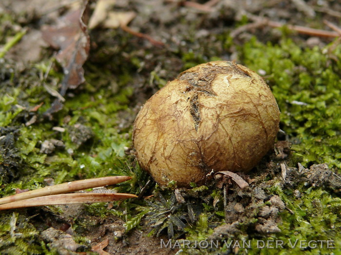 Okerkleurige vezeltruffel - Rhizopogon luteolus