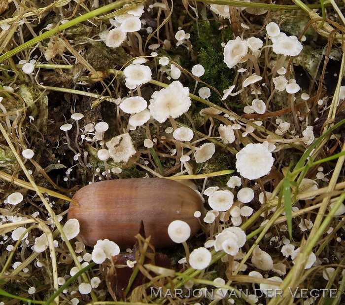 Okerknolcollybia - Collybia cookei