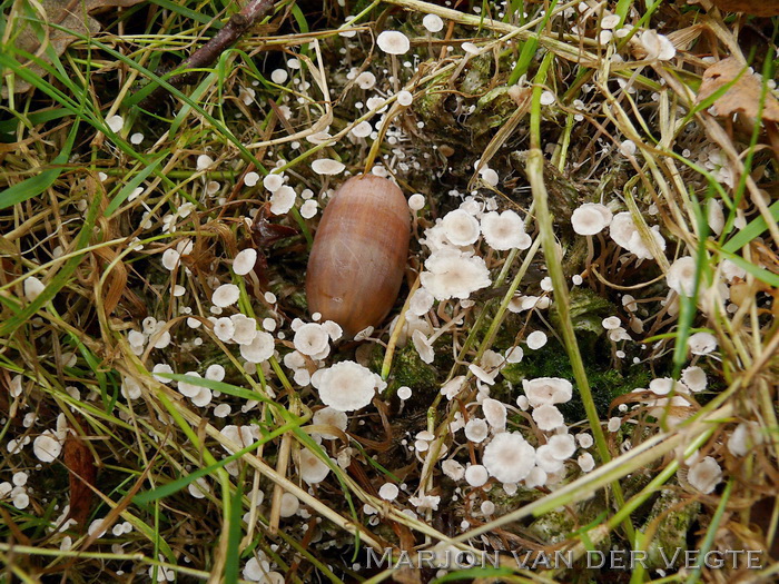 Okerknolcollybia - Collybia cookei