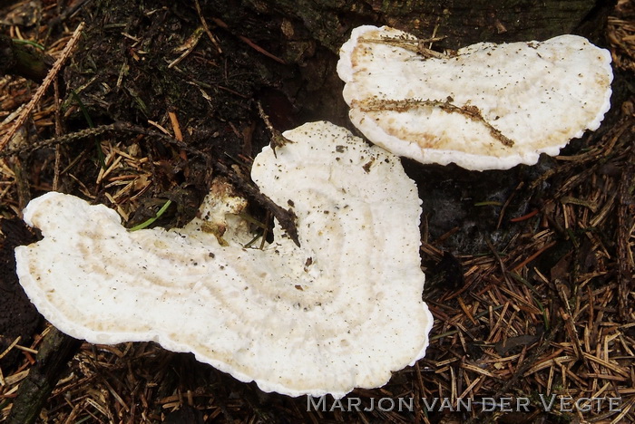 Postia guttulata - Zwetende kaaszwam