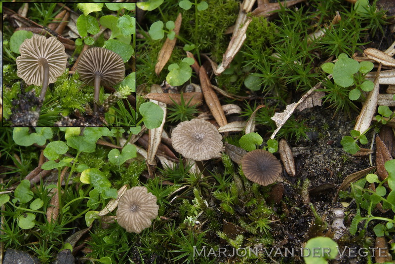 Kleinsporig trechtertje - Omphalina baeospora