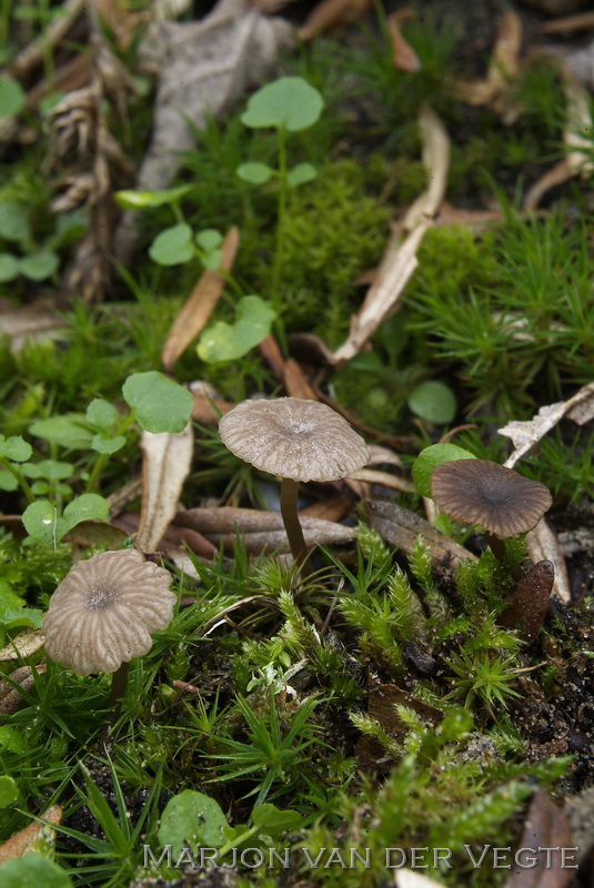 Kleinsporig trechtertje - Omphalina baeospora