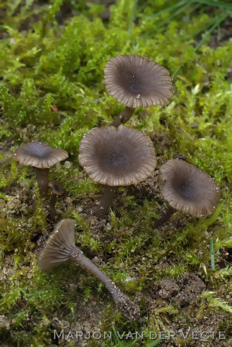 Bleekgrijs trechtertje - Omphalina griseopallida