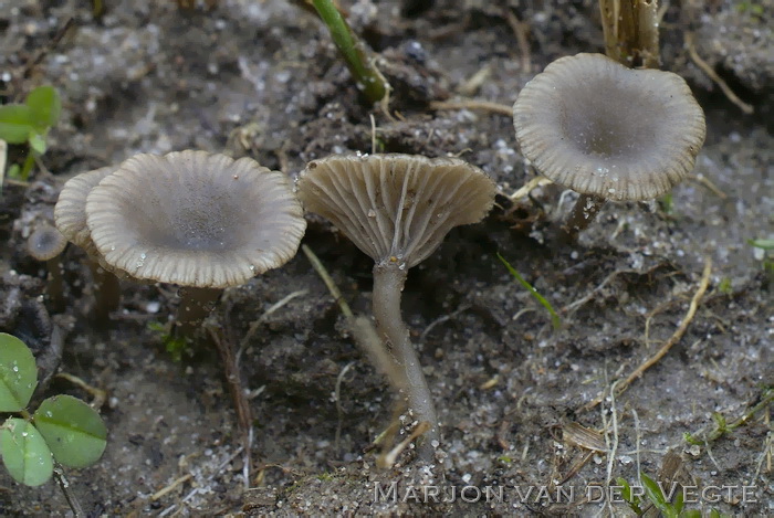 Bleekgrijs trechtertje - Omphalina griseopallida