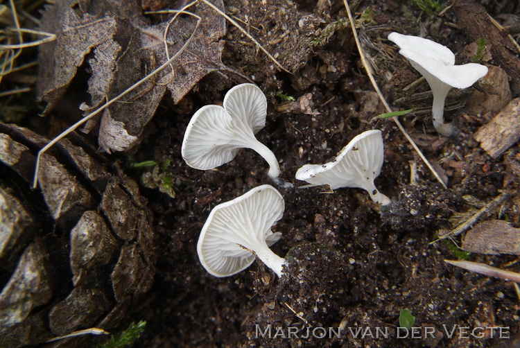 Wit heidetrechtertje - Omphalina mutila