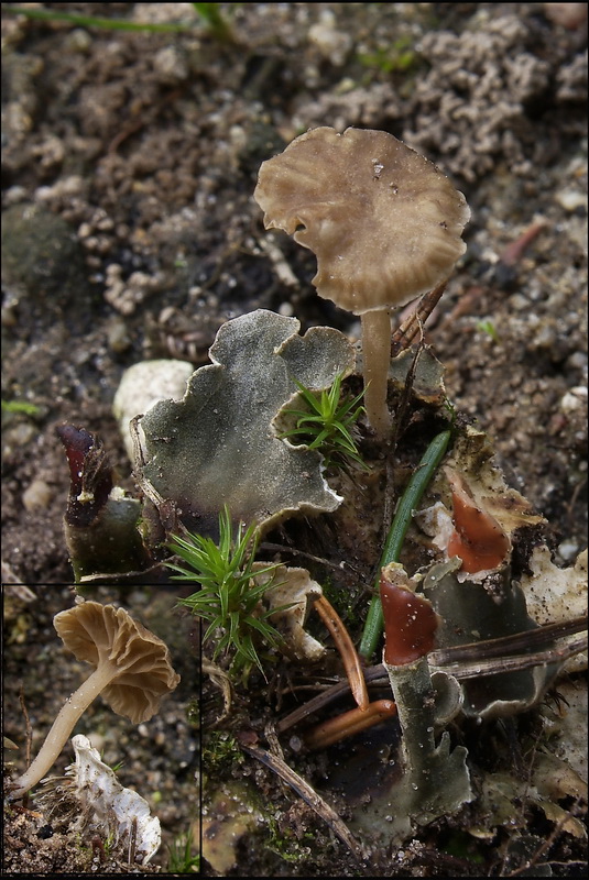 Leermostrechtertje - Omphalina peltigerina