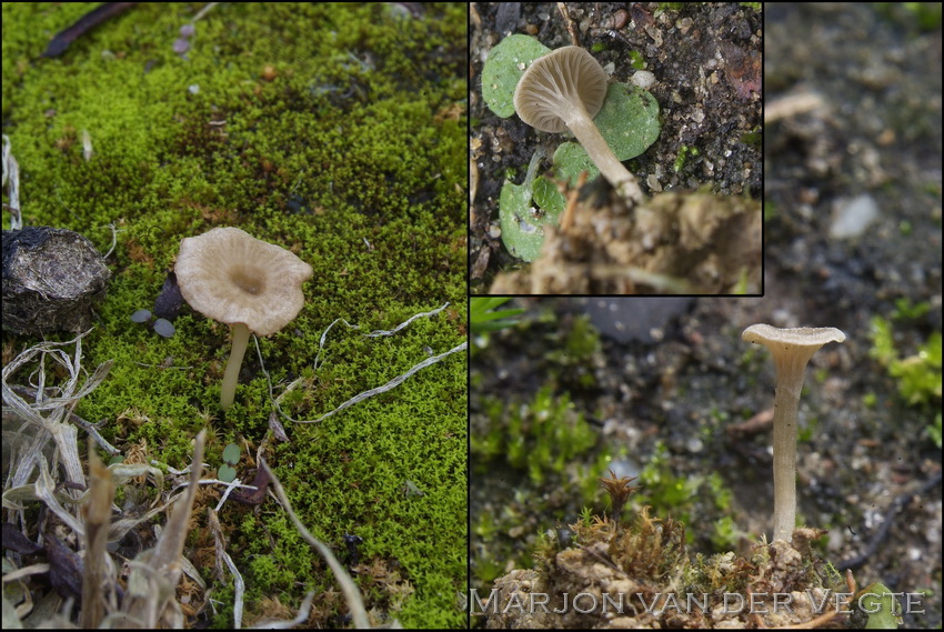 Muurtrechterje - Omphalina rickenii