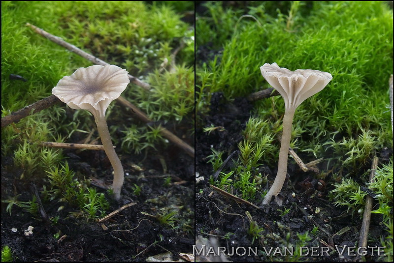 Gewoon veentrechtertje - Omphalina umbellifera