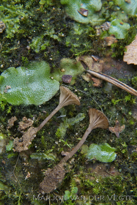 Vorkplaattrechtertje - Omphalina rustica