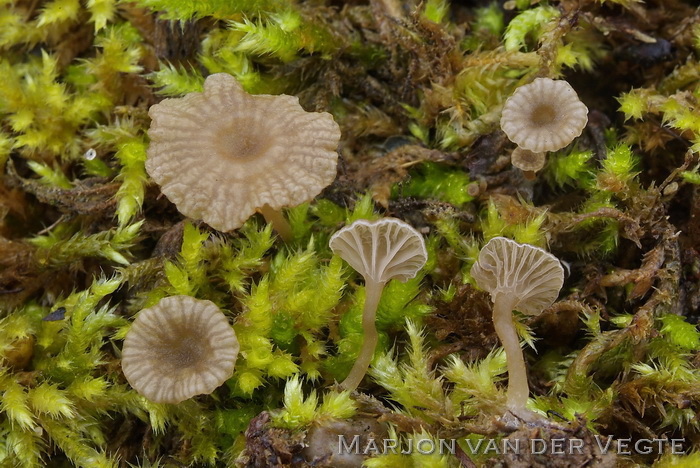 Muurtrechtertje - Omphalina rickenii