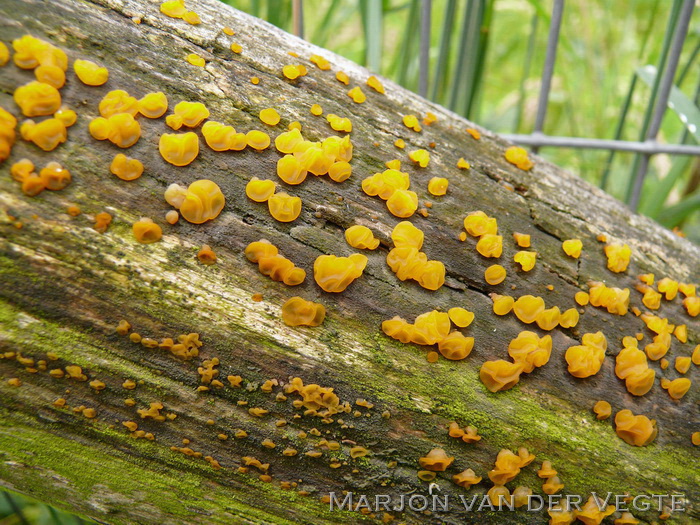 Oranje druppelzwam - Dacrymyces stillatus