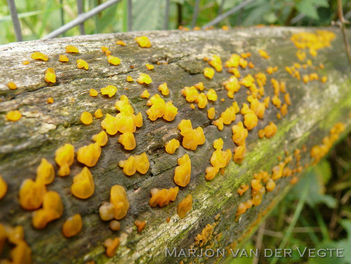 Oranje druppelzwam - Dacrymyces stillatus