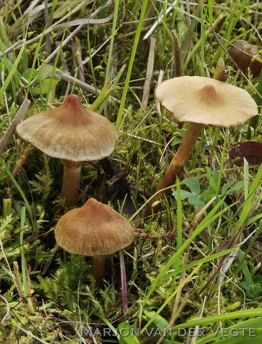 Oranje eikengordijnzwam - Cortinarius helvolus