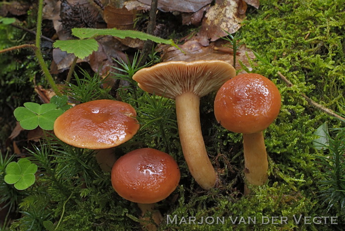 Oranje melkzwam - Lactarius aurantiacus