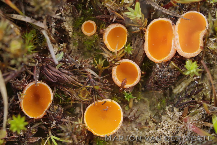 Oranje mosbekertje - Neottiella rutilans