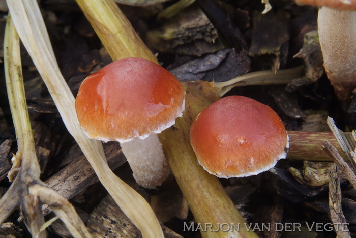 Oranjerode stropharia - Leratiomyces ceres