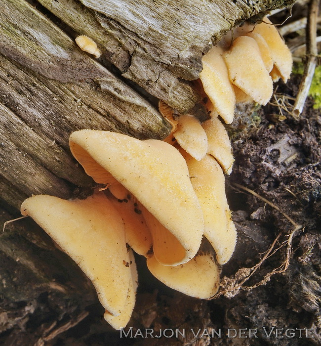 Oranje oesterzwam - Phyllotopsis nidulans