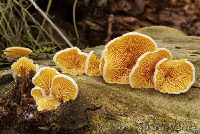 Oranje oesterzwam - Phyllotopsis nidulans