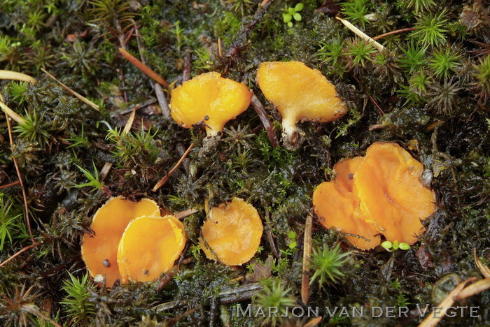 Oranje mosbekertje - Neottiella rutilans